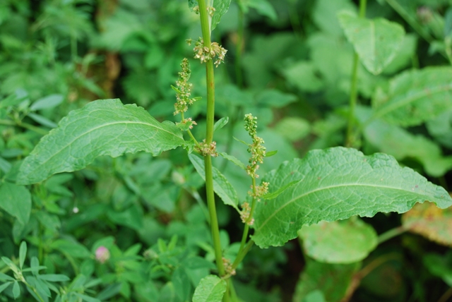 Chenopodium